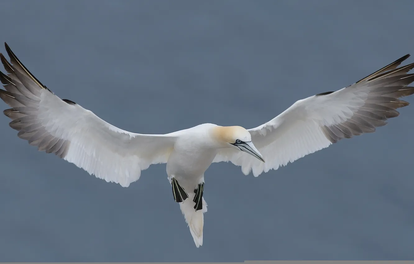 Фото обои природа, птица, Northern Gannet