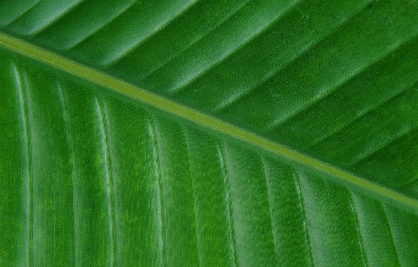 Фото обои лист, зеленый, фон, текстура