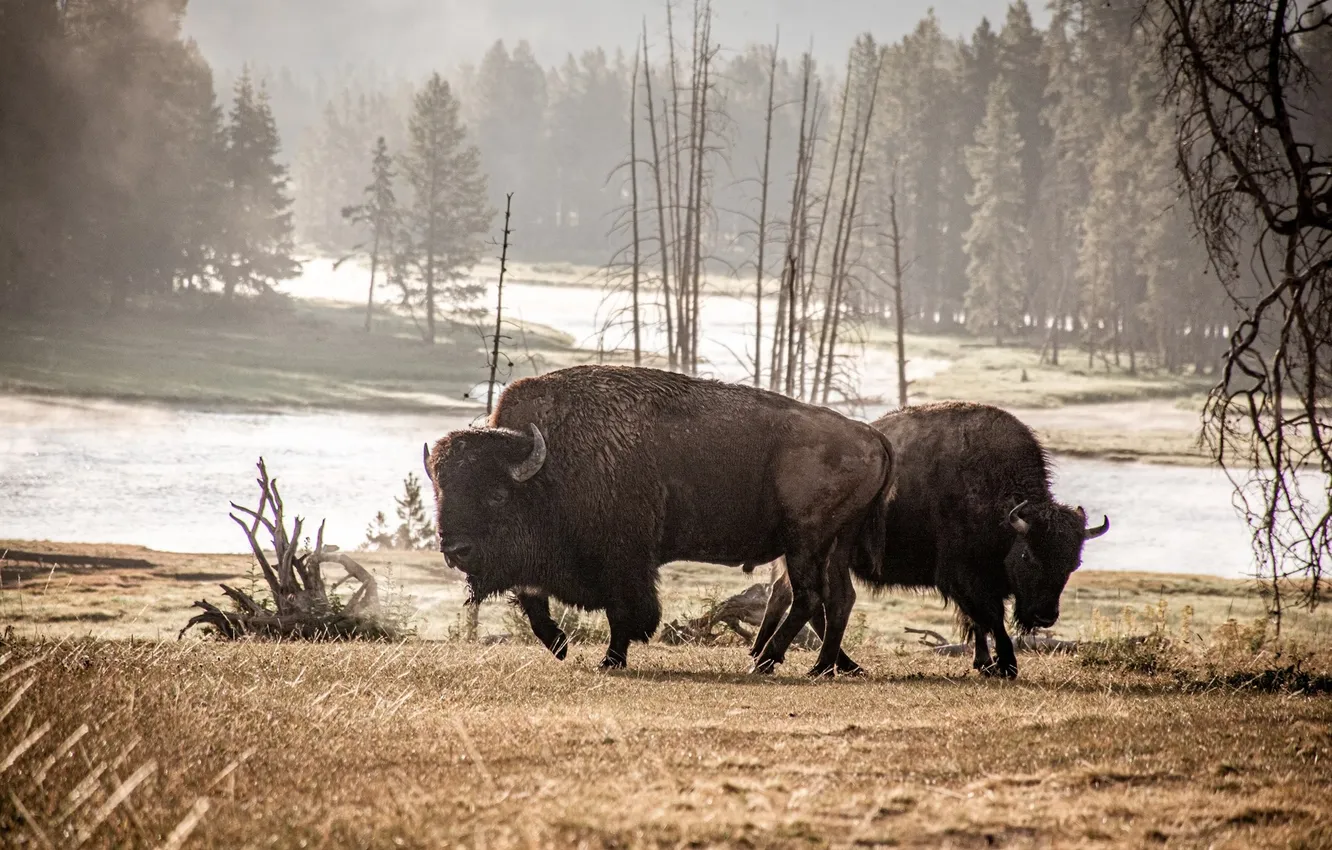 Фото обои animal, wildlife, buffalo, bison, white bisons, Plains bison