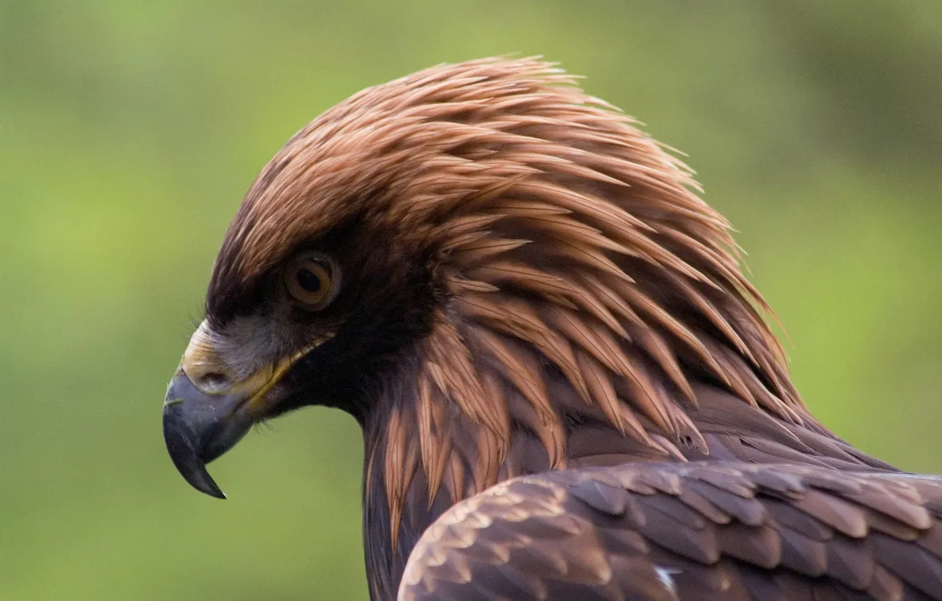Фото обои bird, Raptors, North America, bird of prey, Golden Eagles