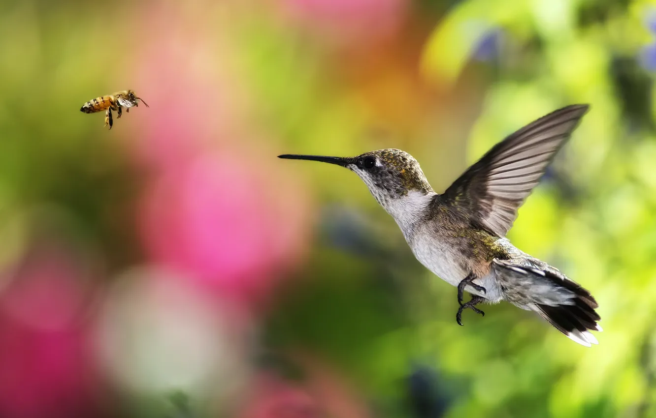Фото обои полет, пчела, фон, птица, колибри, боке