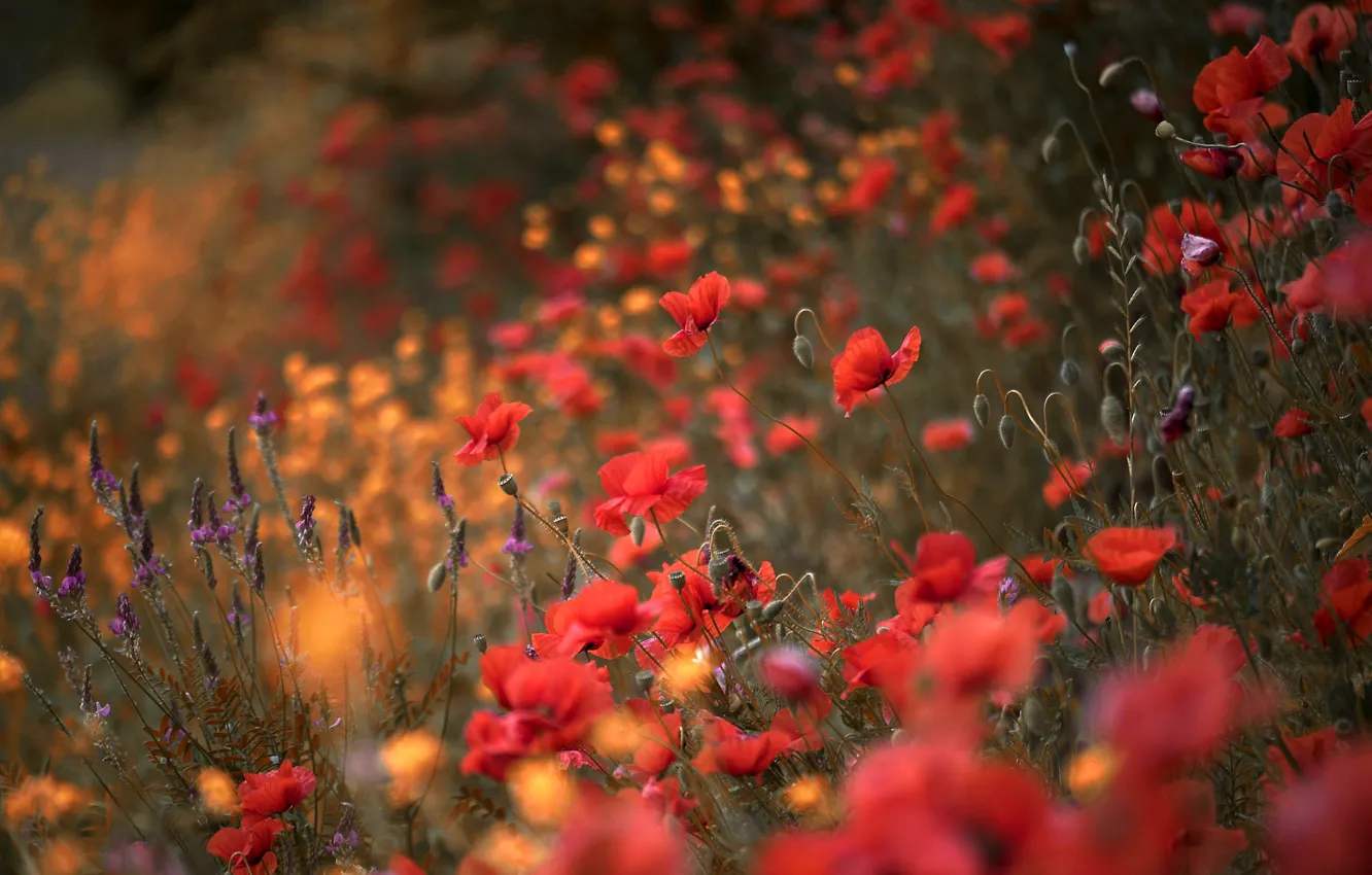 Фото обои цветы, поляна, мак, маки, луг, красные, полевые, маковое поле