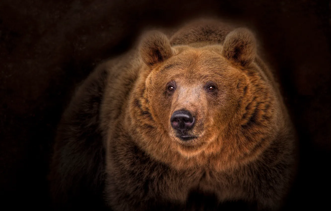 Фото обои портрет, медведь, тёмный фон, топтыгин