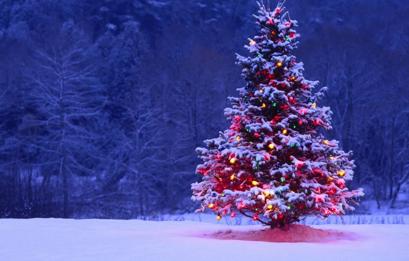 Фото обои лес, снег, ночь, огни, елка, ель, Новый Год, Рождество