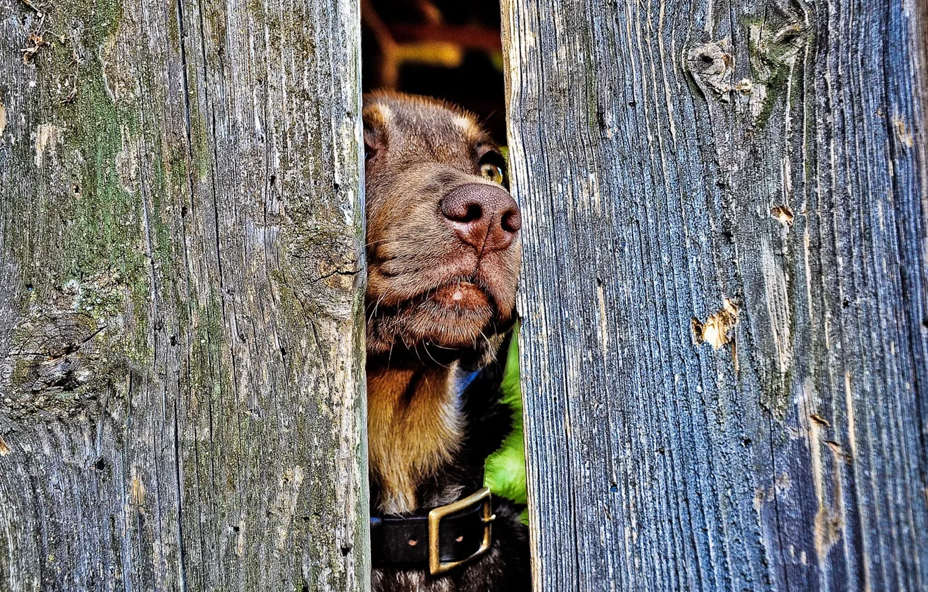 Фото обои забор, нос, пес, ошейник