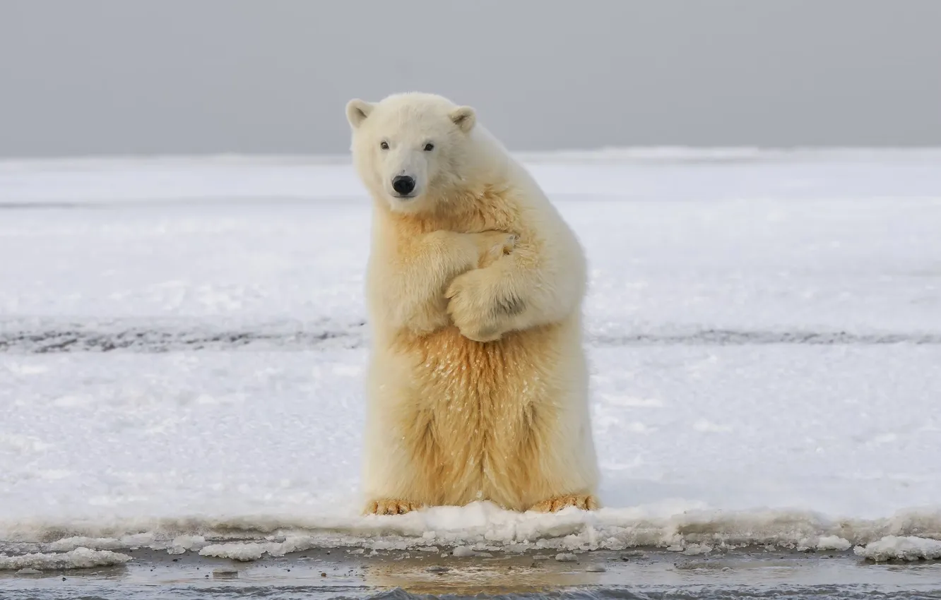 Фото обои bear, snow, animal, polar bear, wildlife, arctic