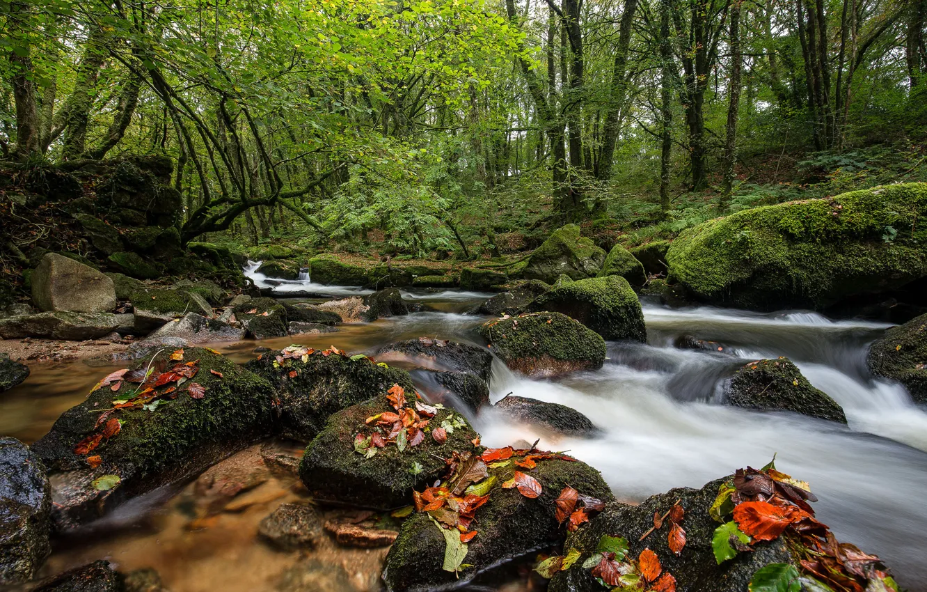 Фото обои лес, листья, деревья, река, камни