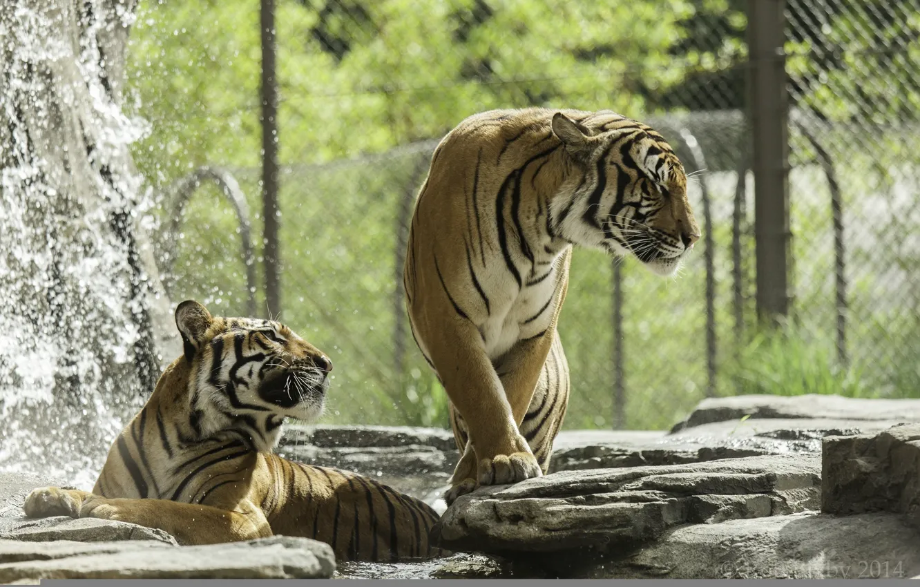 Фото обои хищники, купание, пара, дикие кошки, тигры, зоопарк