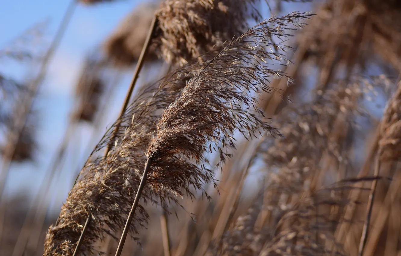 Фото обои зима, трава, ветер, боке