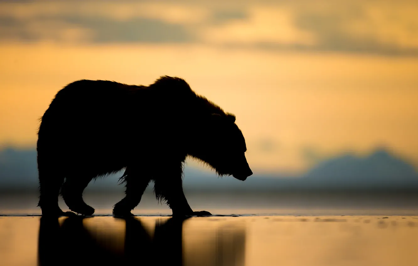 Фото обои закат, медведь, Аляска, силуэт, топтыгин