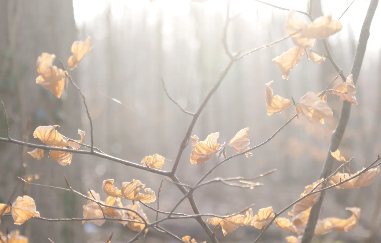 Фото обои Макро, Туман, Осень, Деревья, Листья, Ветка