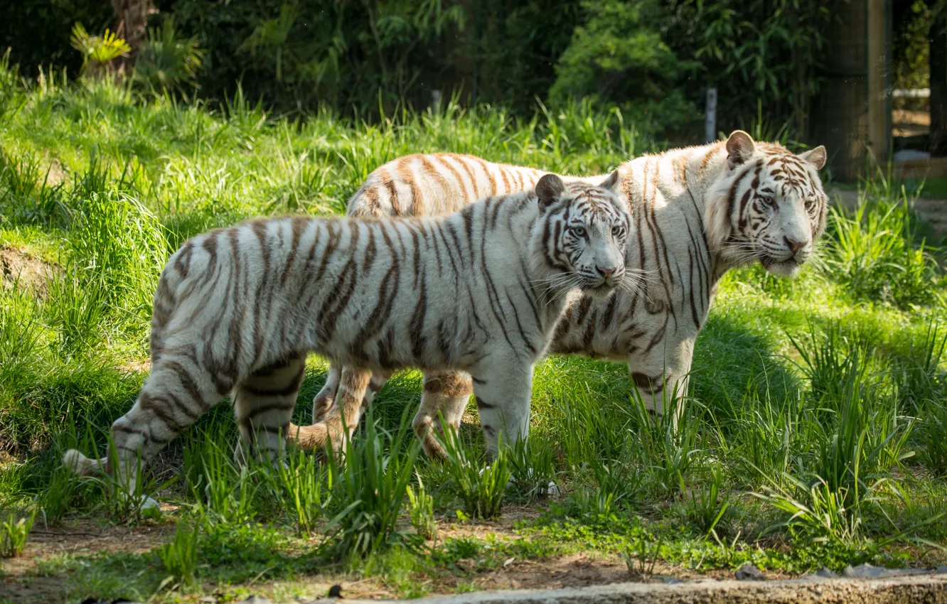 Фото обои кошка, трава, пара, белый тигр