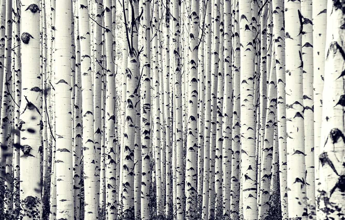 Фото обои деревья, берёзы, Birch