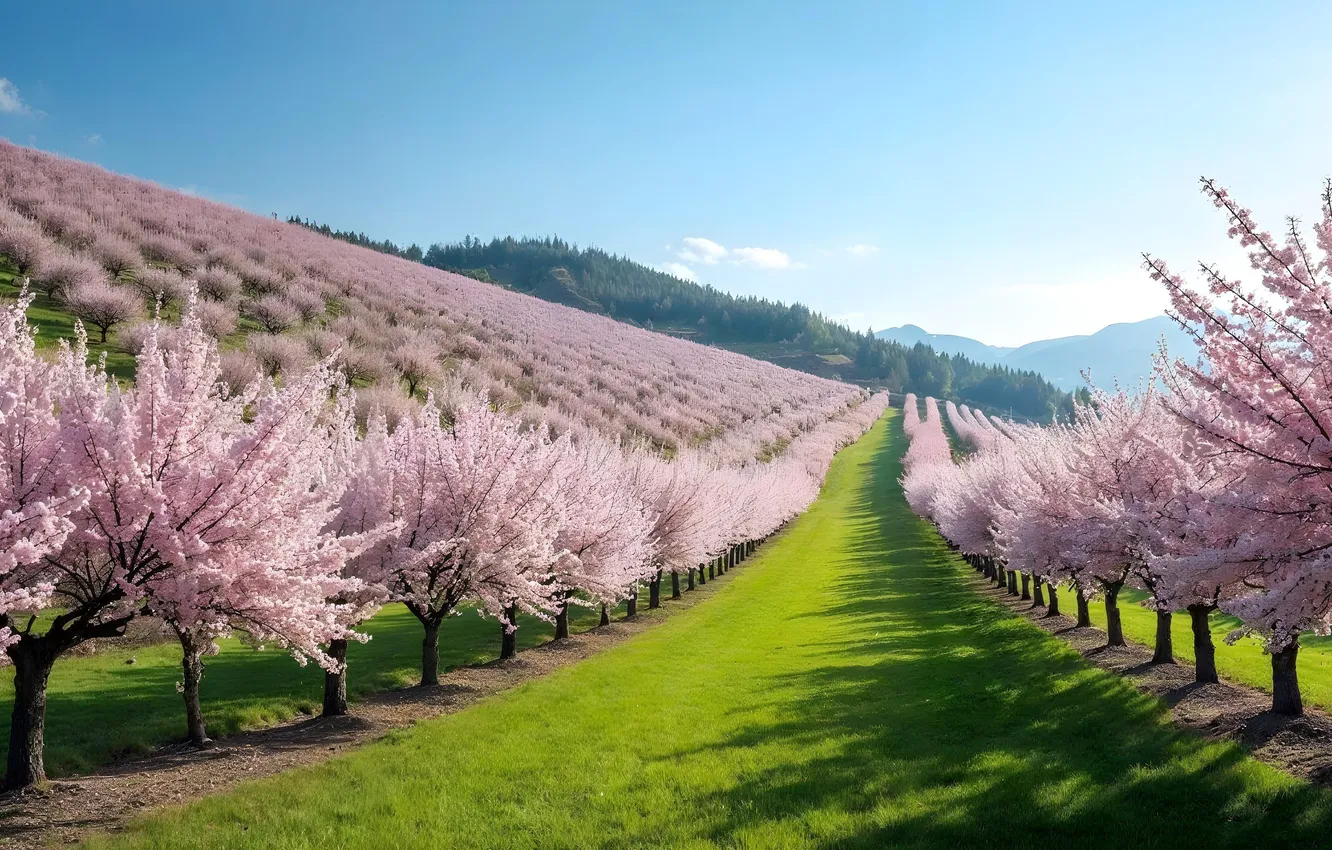 Фото обои деревья, парк, весна, сакура, аллея, цветение, trees, pink