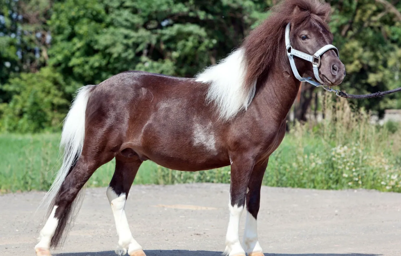 Фото обои природа, фото, лошадь, прическа, пони