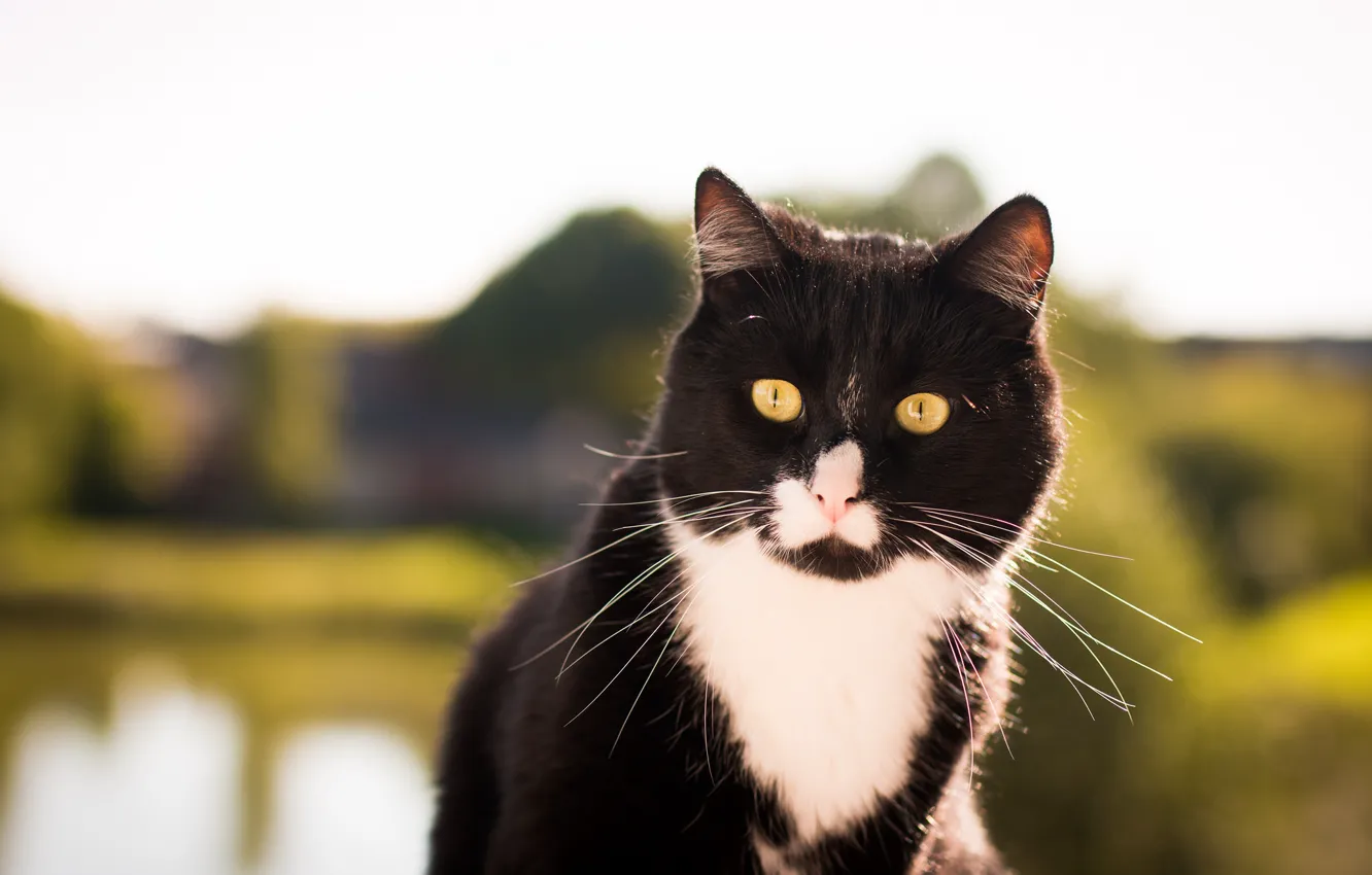 Фото обои кот, черно-белый, смотрит