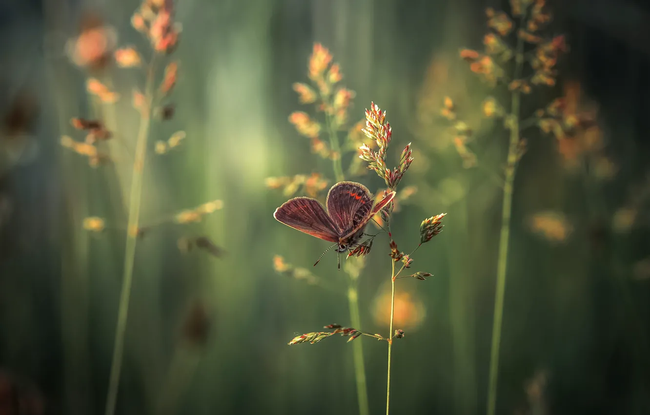 Фото обои трава, макро, бабочка, колоски