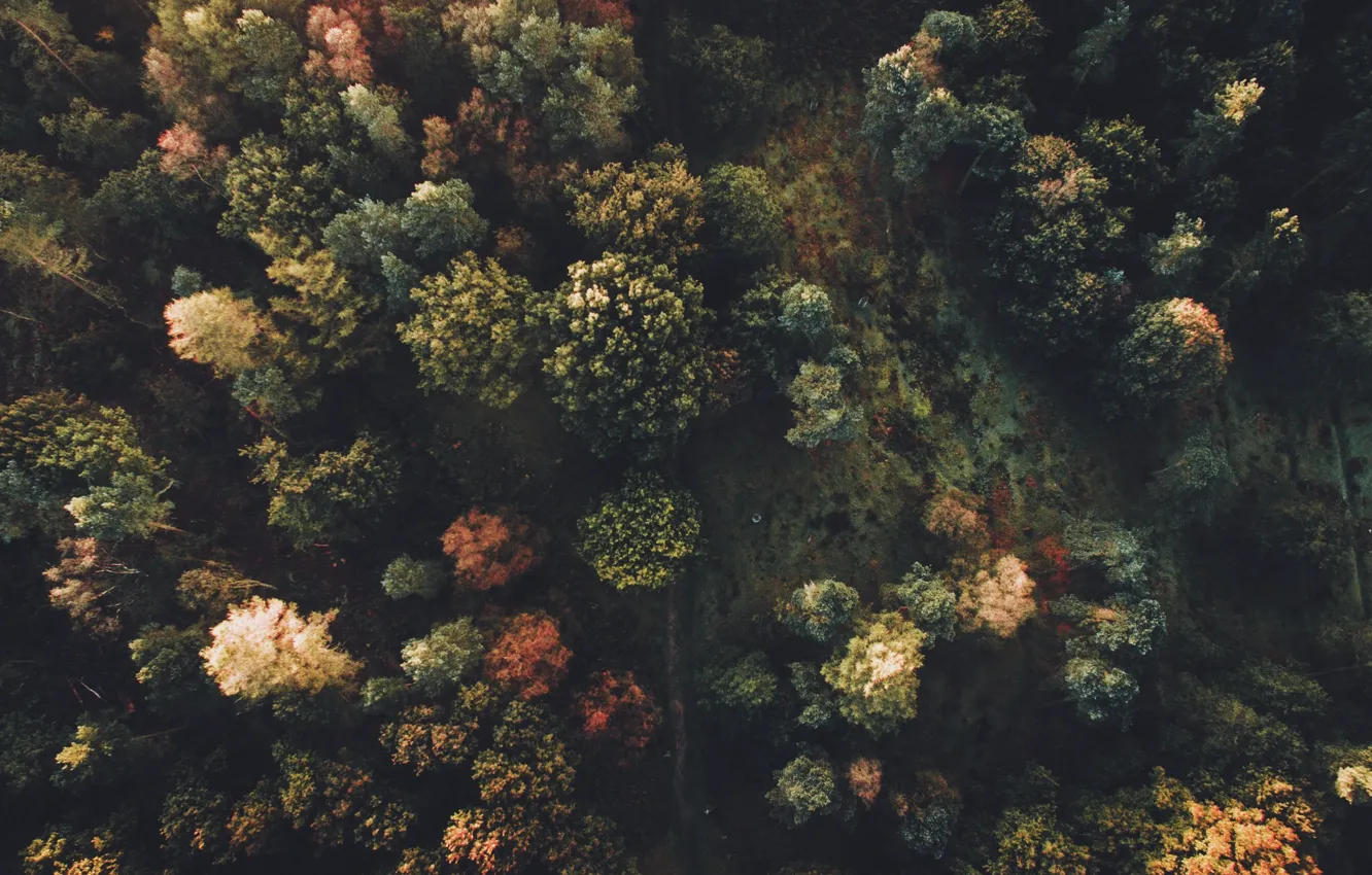Фото обои осень, лес, деревья, природа, вид сверху