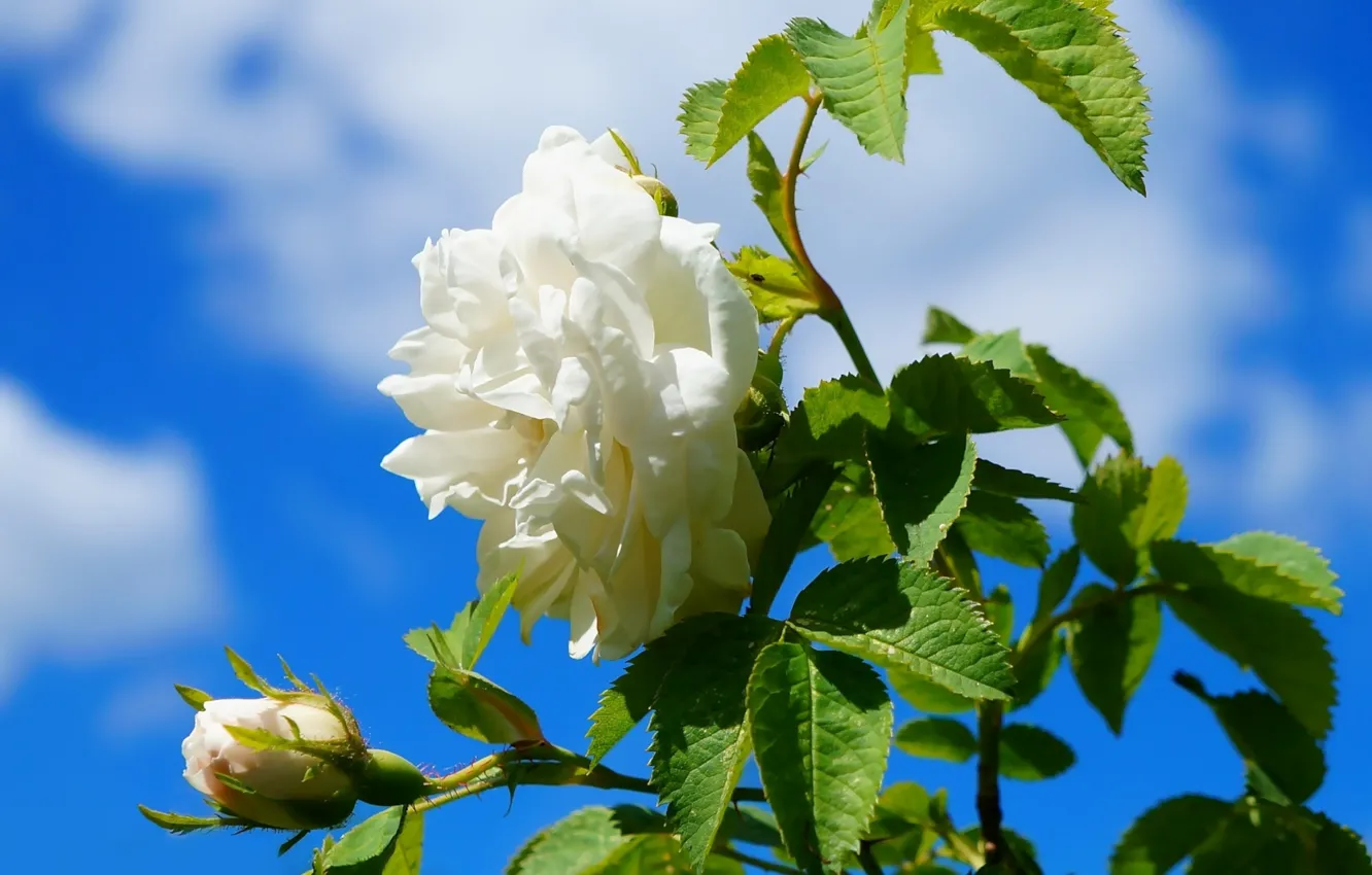 Фото обои rose, white, flower