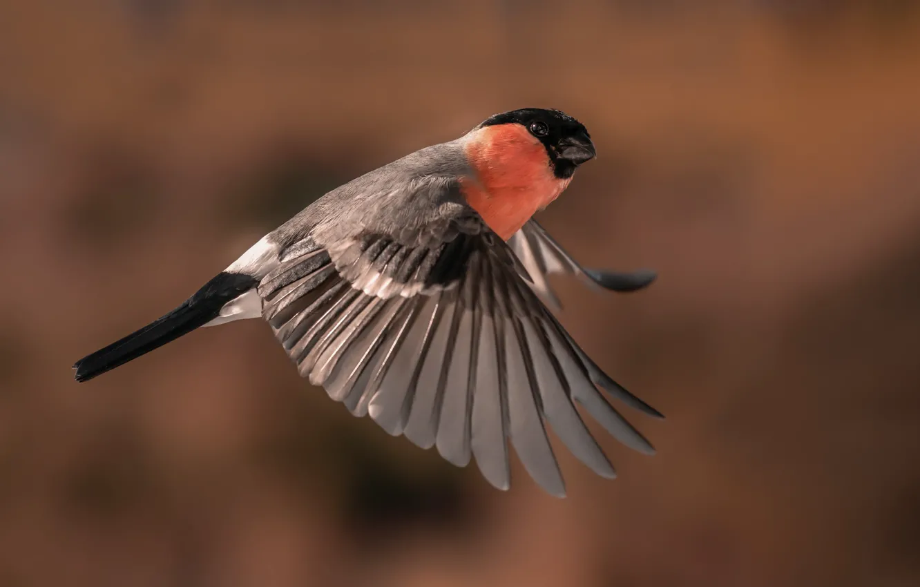 Фото обои фон, птица, крылья, перья, Снегирь, полёт