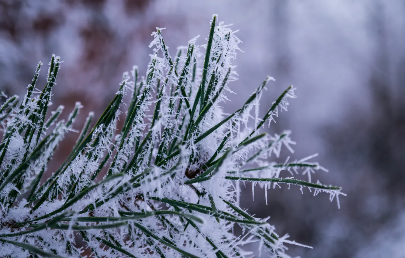 Фото обои Winter, Snow, Ice, Forest, Cold, Close Up, Icy, Pine