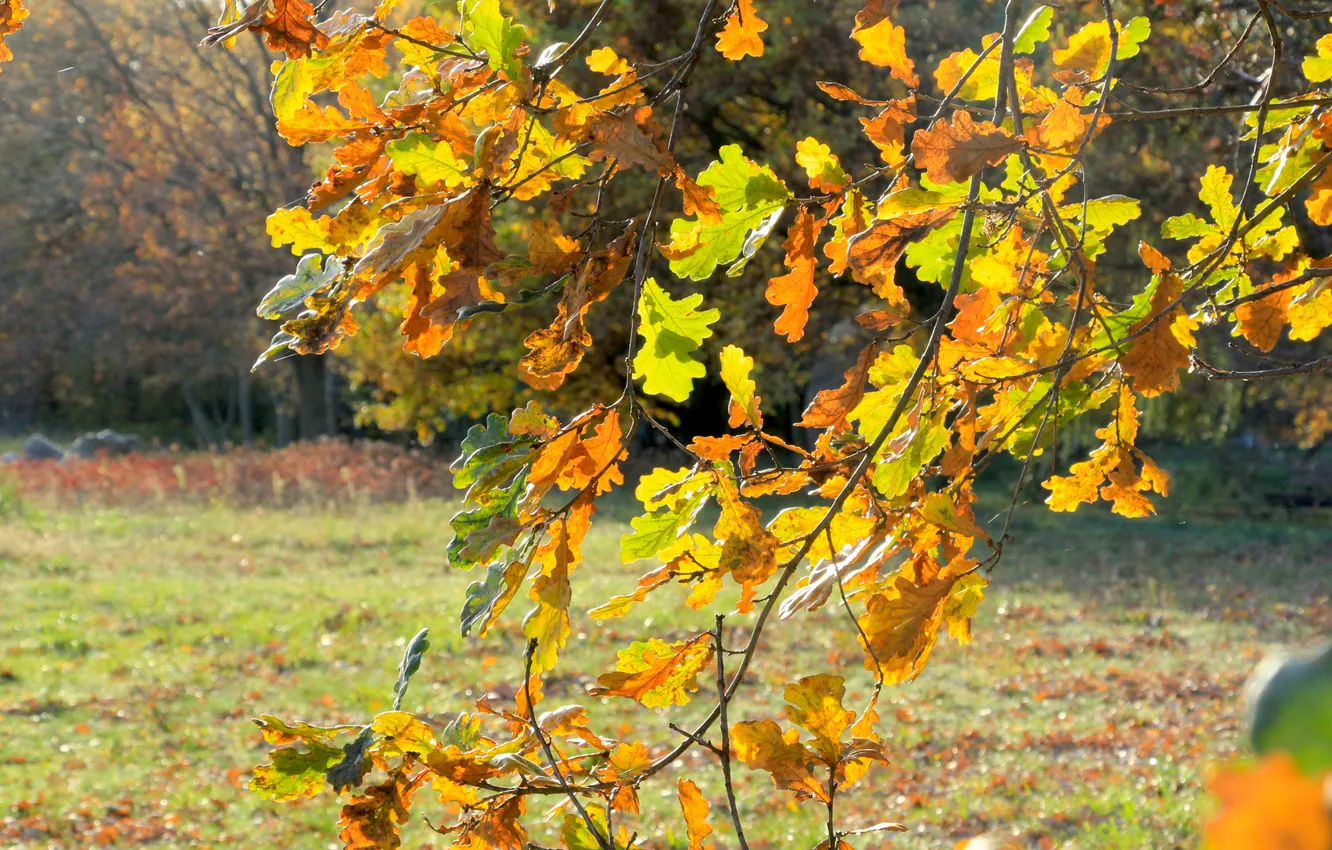 Фото обои autumn, leafs, fall