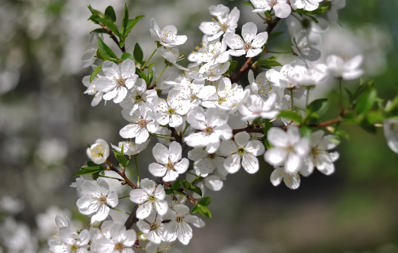 Фото обои цветы, ветки, весна, яблоня