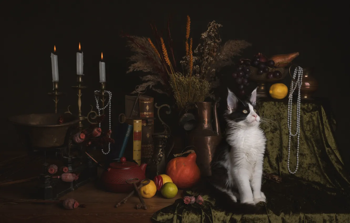 Фото обои кошка, кот, натюрморт, котёнок, предметы