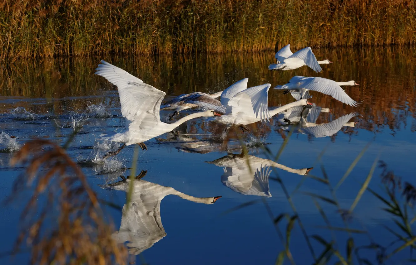 Фото обои полет, отражение, птица, стая, лебеди, водоем
