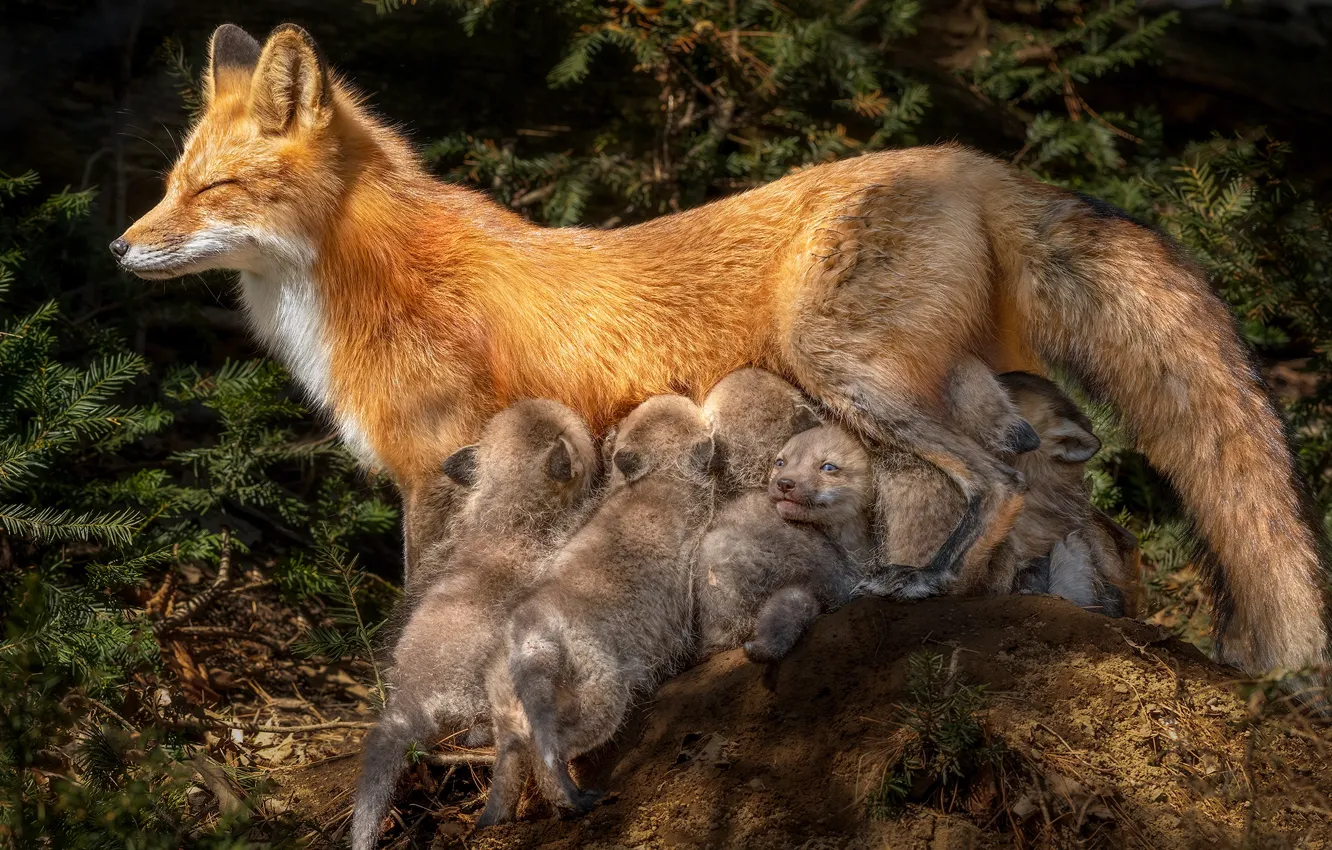 Фото обои лиса, лисы, малыши, мама, детеныши, лисята, выводок, грудное вскармливание