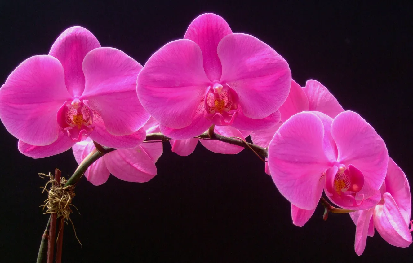 Фото обои макро, фон, лепестки, орхидея, соцветие