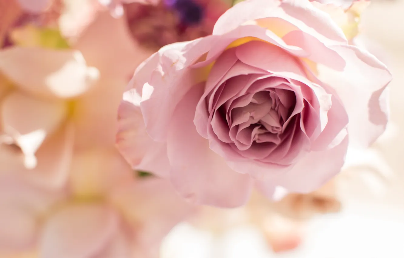 Фото обои макро, розовая, роза, бутон, красивая, нежная