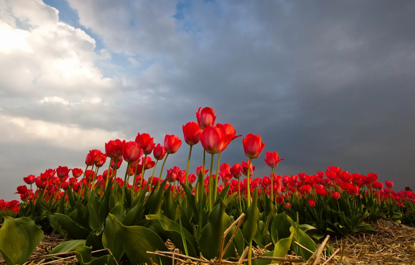 Фото обои поле, небо, природа, тюльпаны