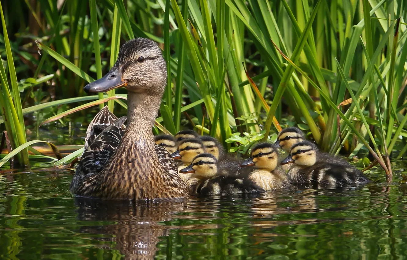 Фото обои утки, утёнок, мама, выводок