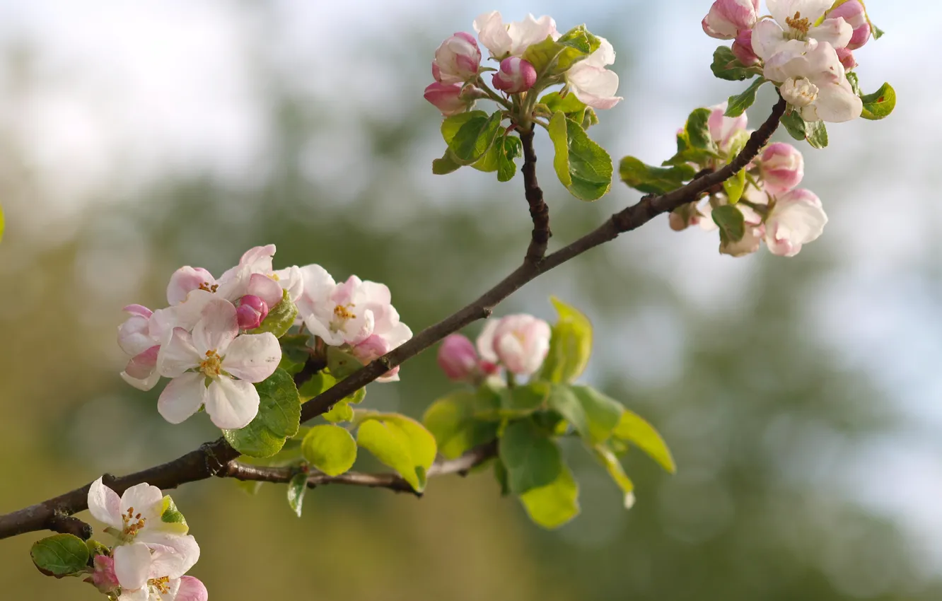 Фото обои макро, цветы, природа, ветка, весна, яблоня, цветение, бутончики