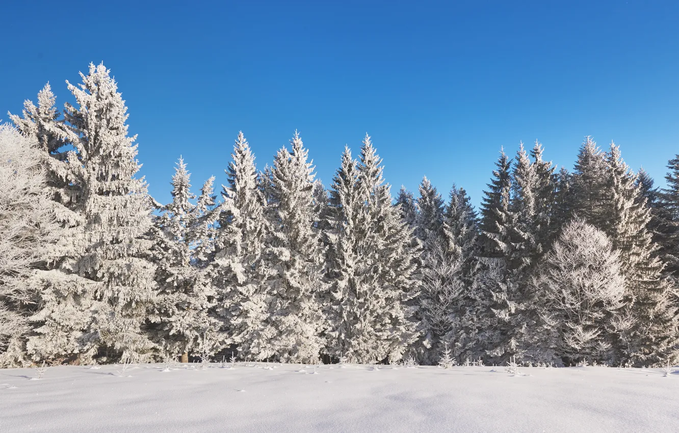 Фото обои зима, снег, деревья, пейзаж, елки, forest, landscape, winter