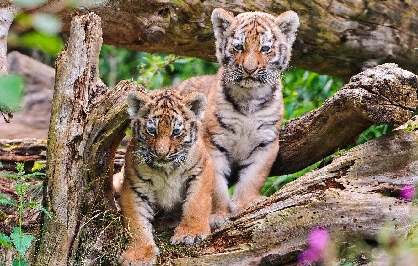 Фото обои тигры, тигрята, брёвна
