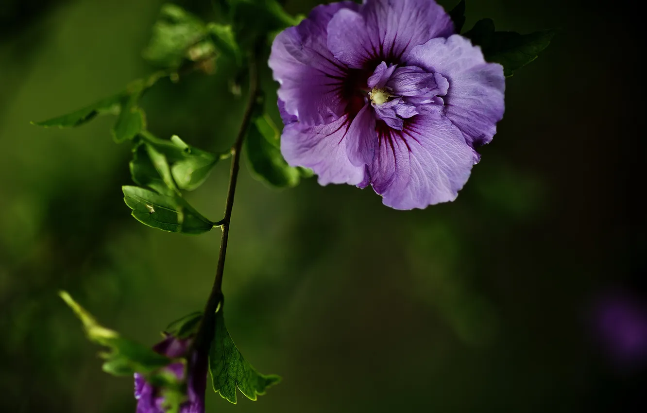 Фото обои цветок, ветка, Фиолетовая энергия