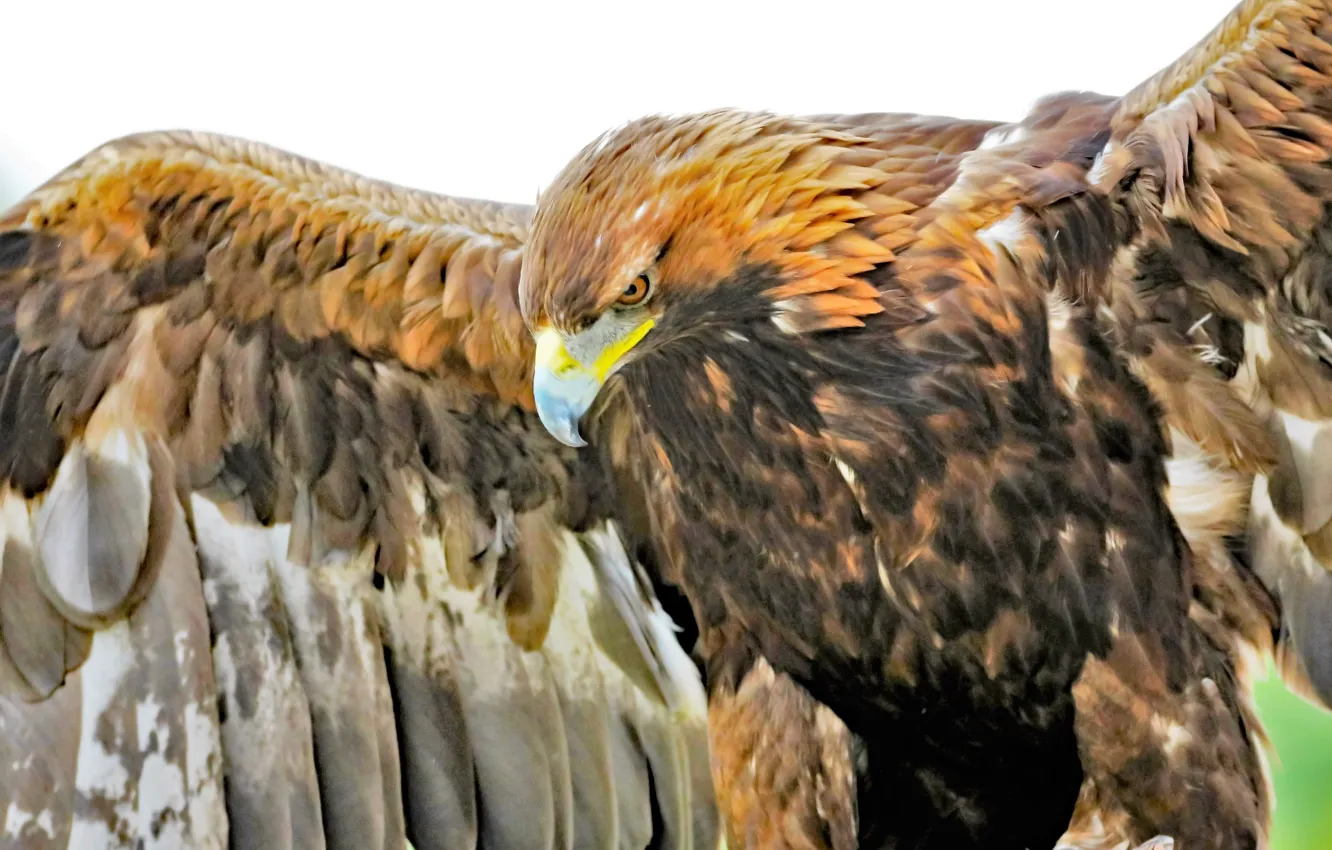 Фото обои nature, bird, wildlife, golden eagle, close up photo of an eagle