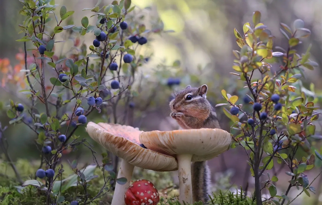 Фото обои природа, ягоды, грибы, мухомор, бурундук, зверёк, грызун, голубка