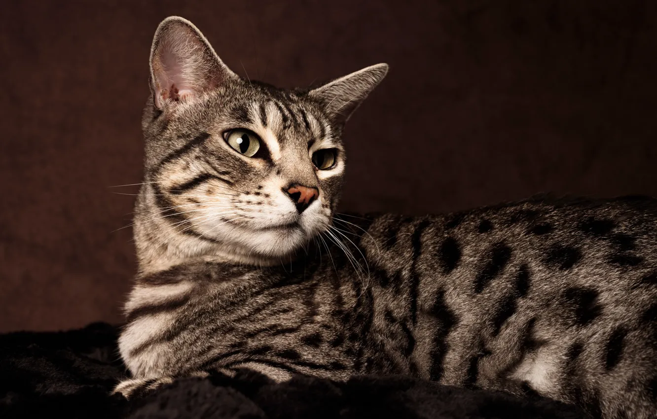 Фото обои глаза, кот, шерсть