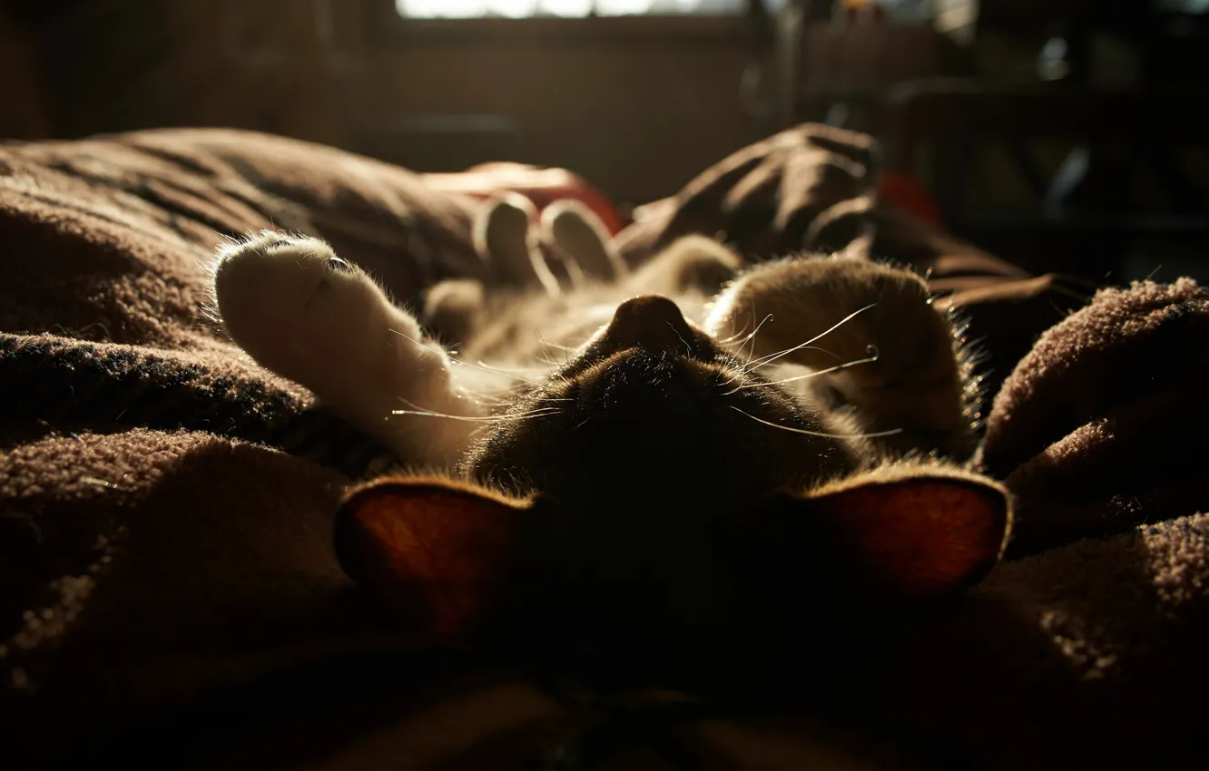 Фото обои кот, солнце, свет, котенок, спит, одеяло