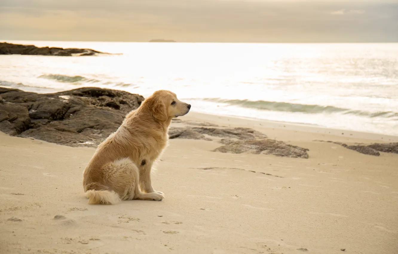 Фото обои песок, море, пляж, лето, собака, summer, golden, лабрадор