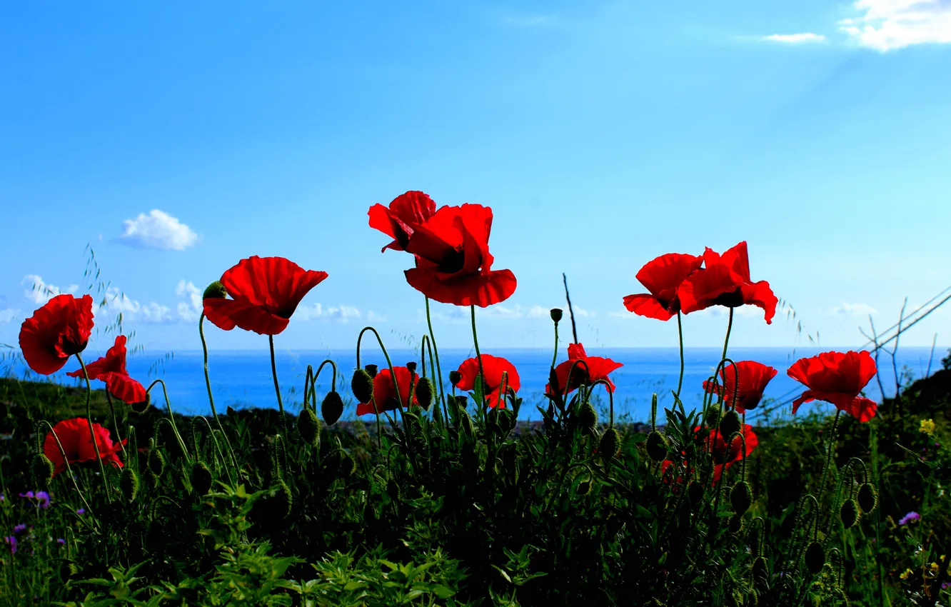 Фото обои море, небо, цветы, горы, маки