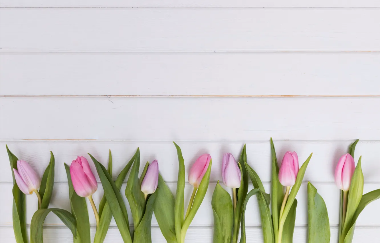 Фото обои цветы, тюльпаны, розовые, fresh, wood, pink, flowers, tulips