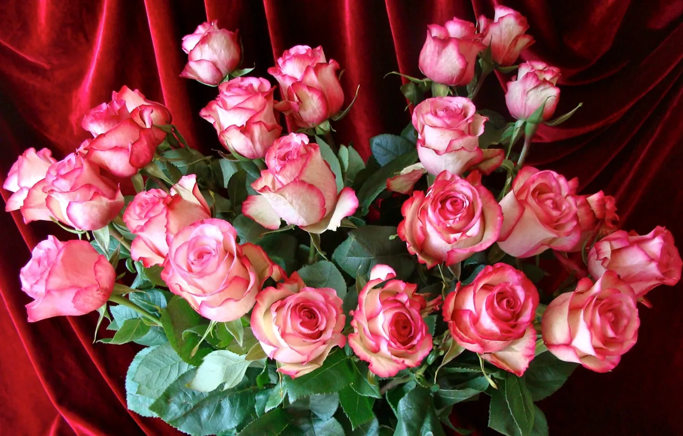 Фото обои розовый, розы, букет
