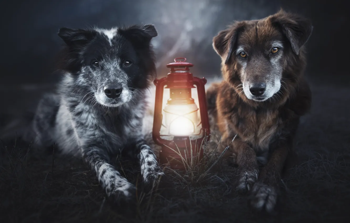 Фото обои собаки, взгляд, свет, природа, поляна, портрет, собака, вечер