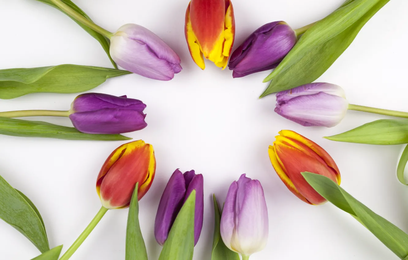 Фото обои цветы, colorful, тюльпаны, flowers, beautiful, tulips, spring, purple