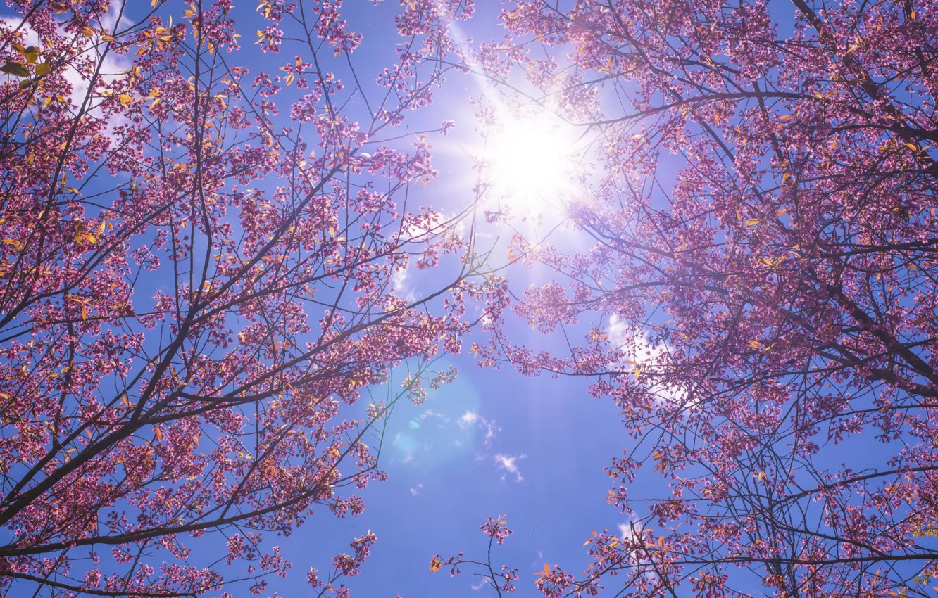 Фото обои небо, солнце, ветки, весна, сакура, sunshine, цветение, pink