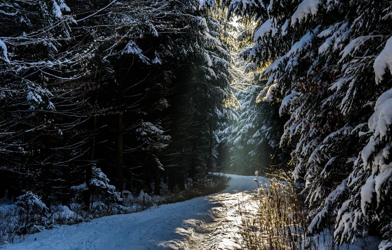 Фото обои зима, лес, снег